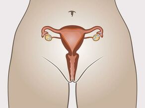 Ovulația: un ovul ajuns la maturitate părăsește ovarul. 