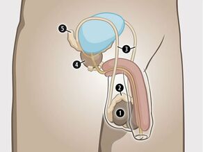 Внутренние половые органы мужчины: 1. яички, 2. придатки яичек, 3. семявыносящие протоки, 4. простата, 5. семенные железы. 