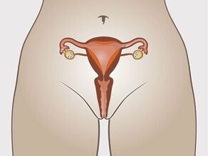 Transportul ovulului ajuns la maturitate în uter