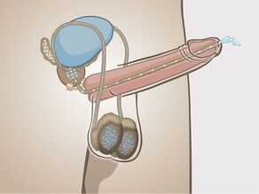 2. عرض للقضيب من الداخل عندما يكون منتصباً، يبين كيفية خروج السائل المنوي من جسم الذكر
