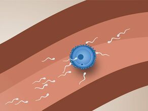 Оплождане: един сперматозоид прониква в яйцеклетката и я опложда.