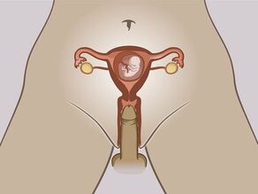 Detaljert visning av de indre kjønnsorganene til en gravid kvinne. Fosteret befinner seg i livmoren. En penis trenger inn i skjeden, men kan ikke nå fosteret.