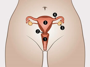 Kobiece wewnętrzne narządy płciowe to: 1. Pochwa, 2. Szyjka macicy, 3. Macica, 4. Jajowód, 5. Jajniki.