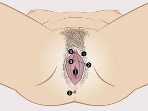 De synlige kjønnsorganene til kvinnen er: 1. ytre kjønnslepper, 2. indre kjønnslepper, 3. skjedeåpning og 4. klitoris. Urinrørsåpning (5) og anus (6) regnes ikke med.