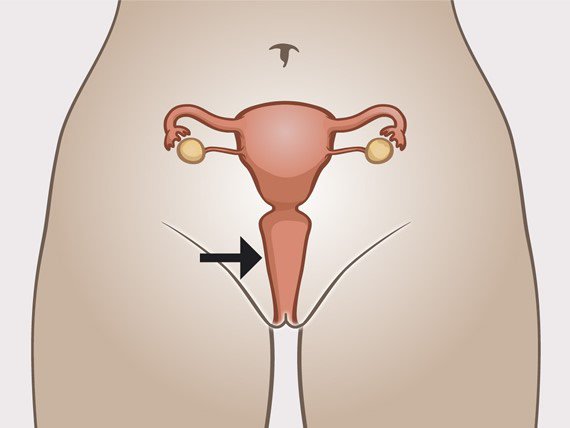 Vajina göstergeli kadının iç cinsel organları
