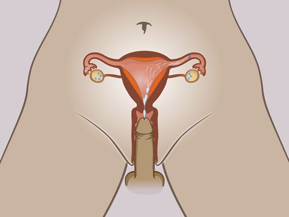 Döllenmenin yumurta kanalında nasıl meydana geldiğini gösteren kadın iç cinsel organları